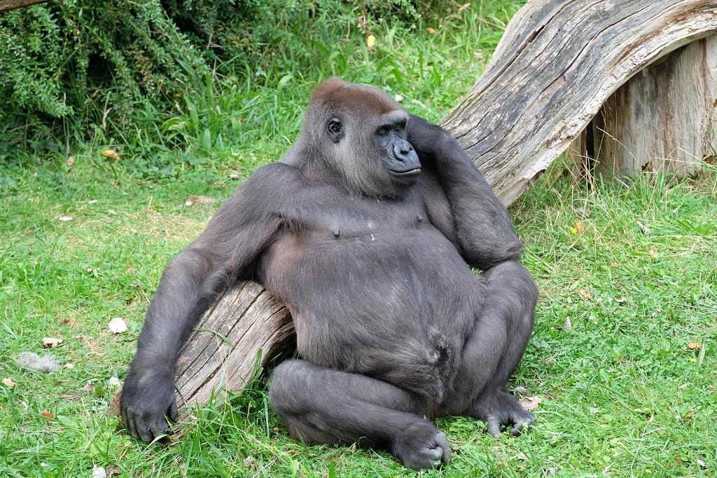 Gorilla