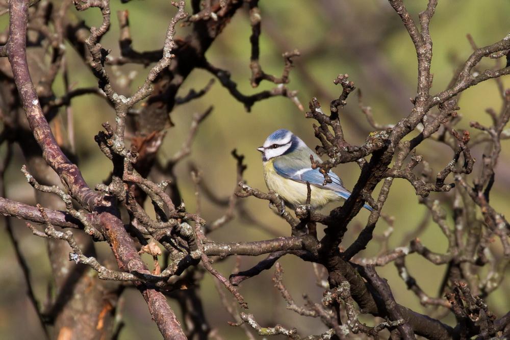 Blaumeise