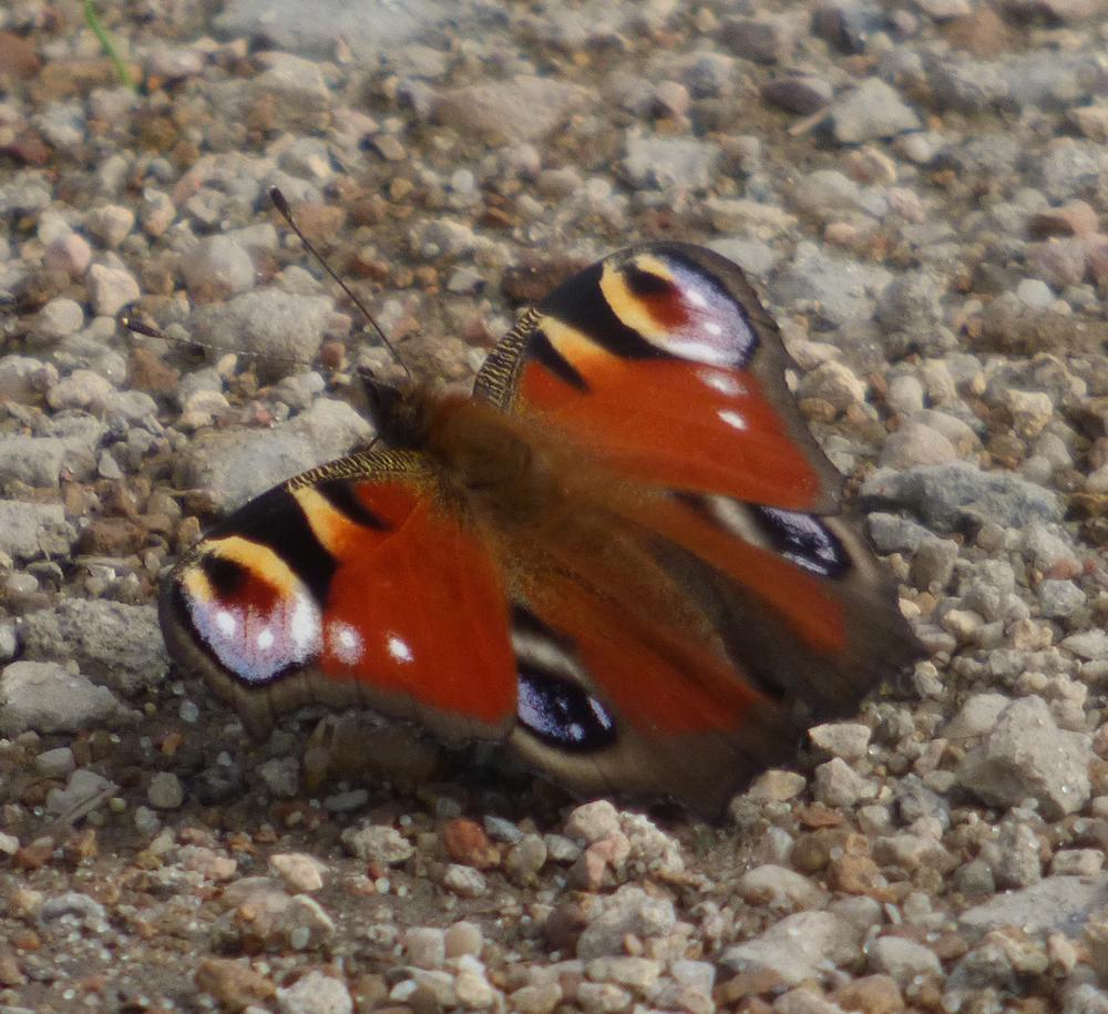 tagpfau