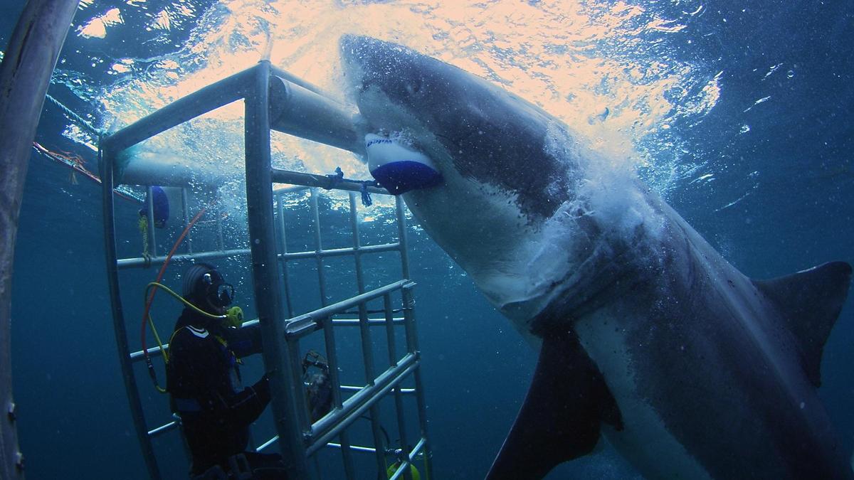Monstershark