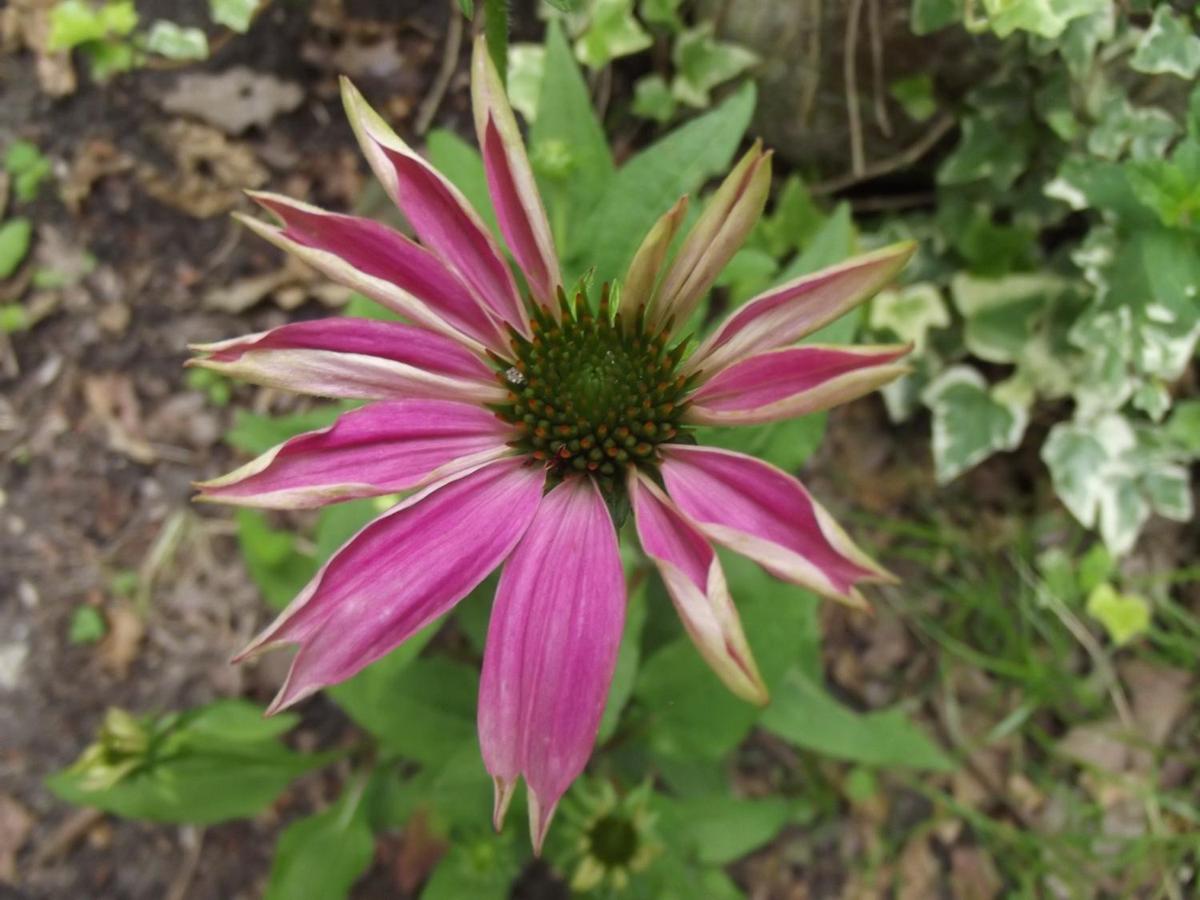 echinacea