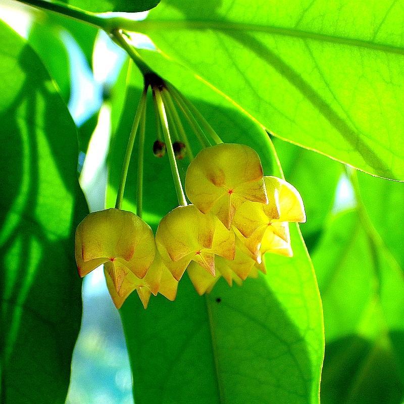KK Hoya campanulata lfenbeinglocke