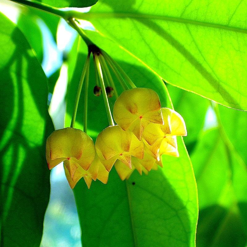  KK Hoya campanulata lfenbeinglocke