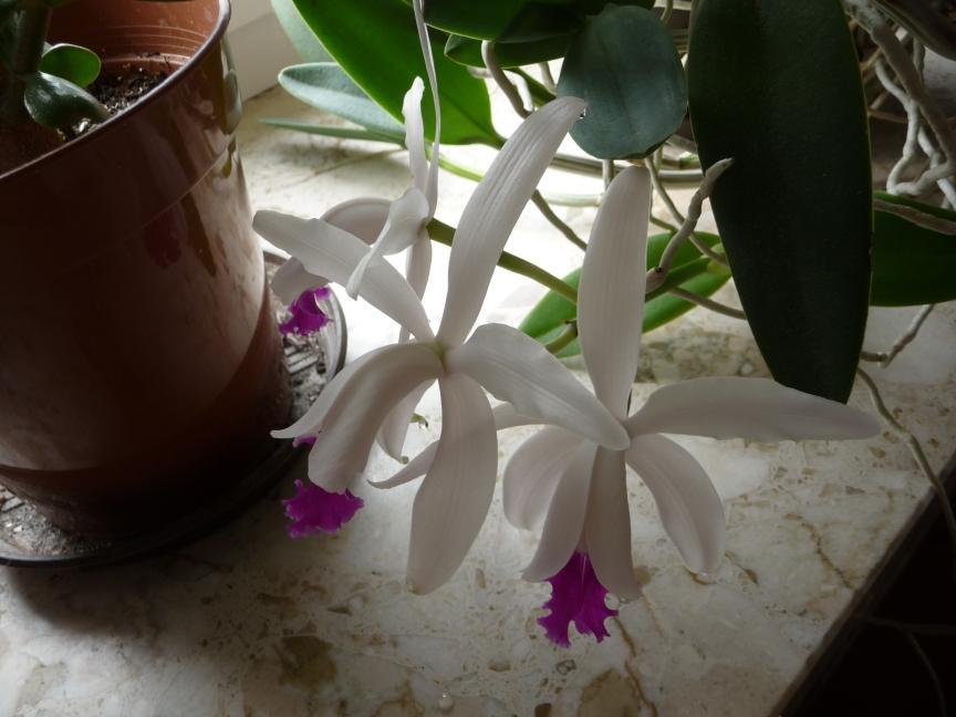 Cattleya intermedia