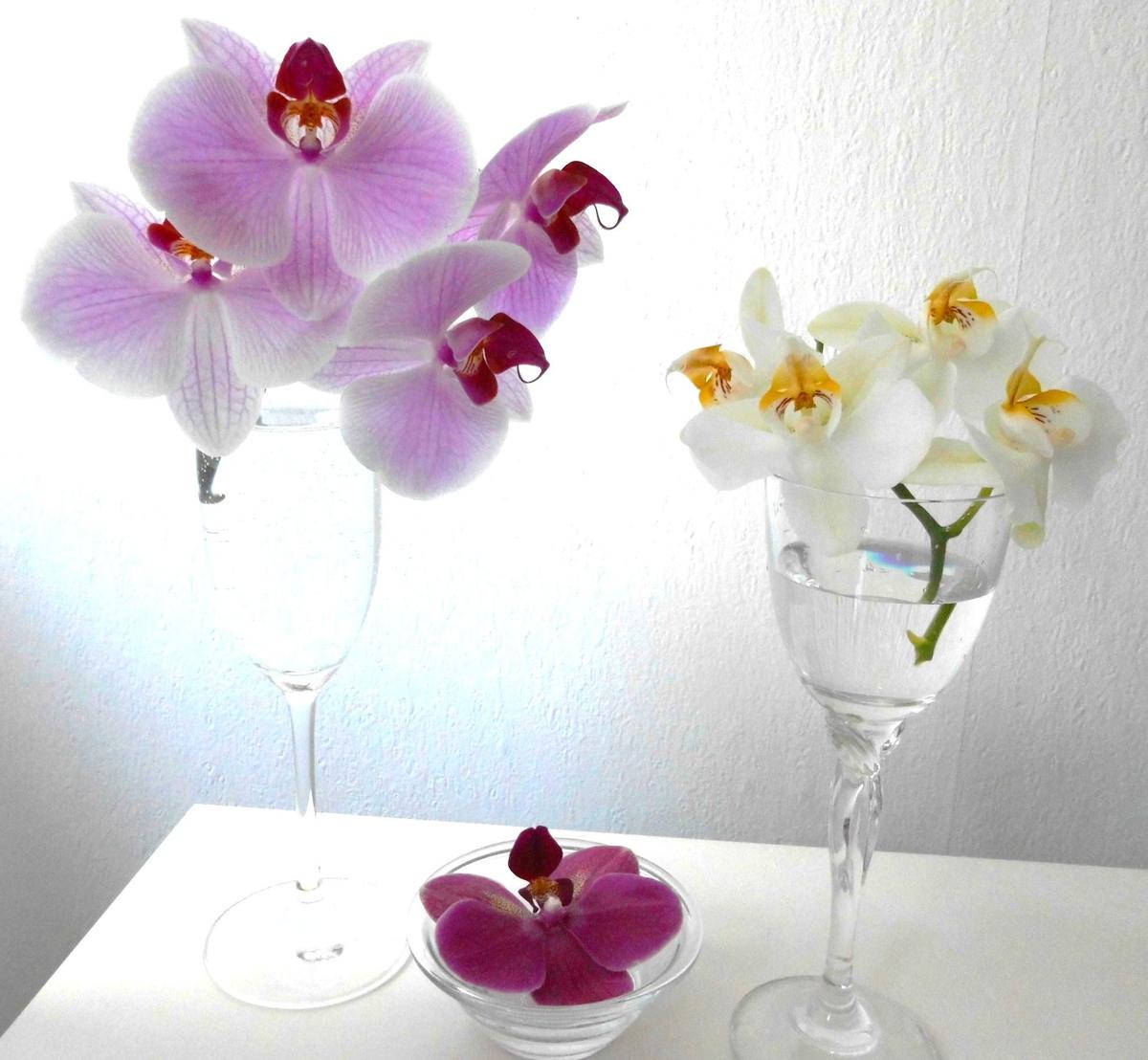 Orchideen3