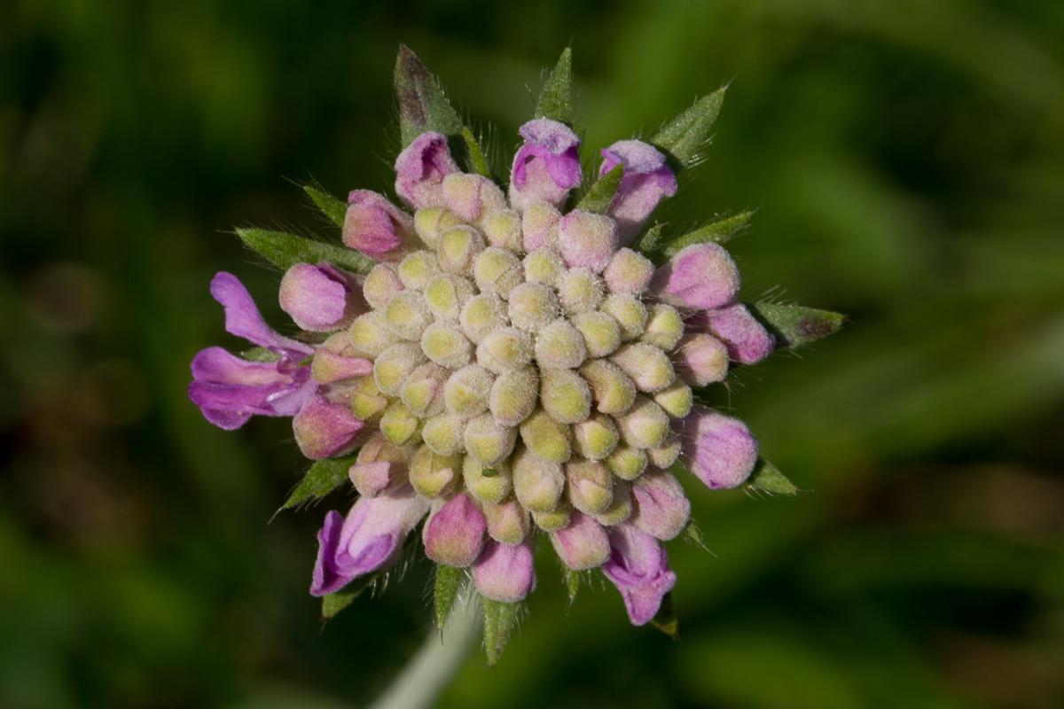 Wiesenblume3