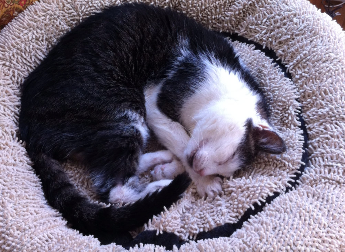 Katzen (Seite 381) - Allmystery