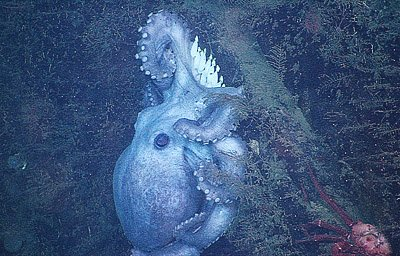 Octopus WR Brueter