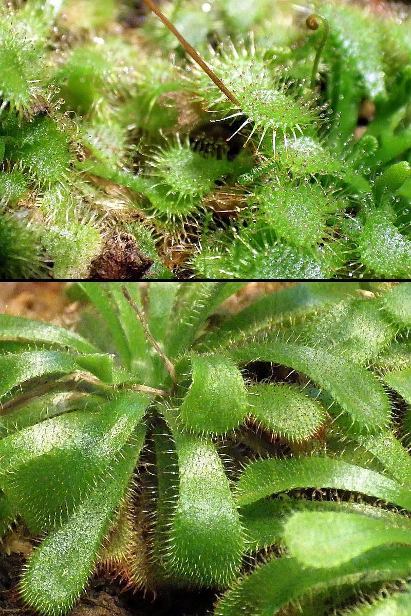  KK 8708 Drosera