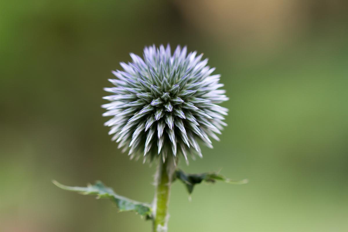 Distel1