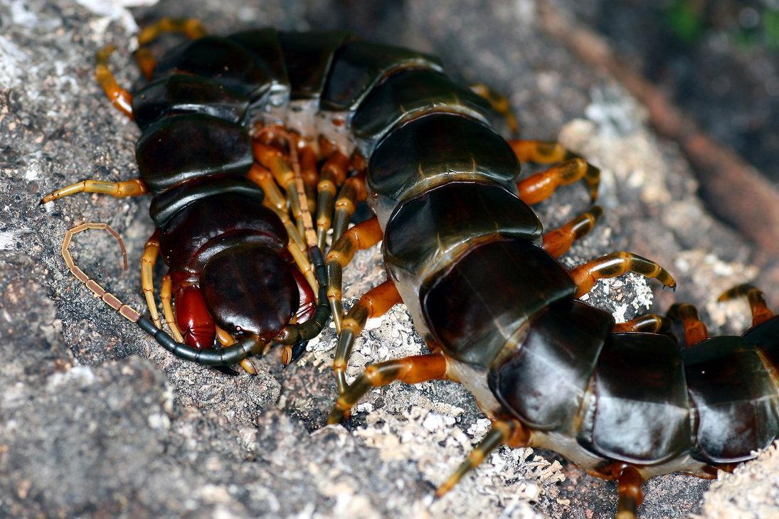 scolopendra galapagoensis