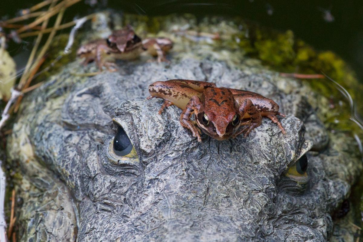 Grasfrosch