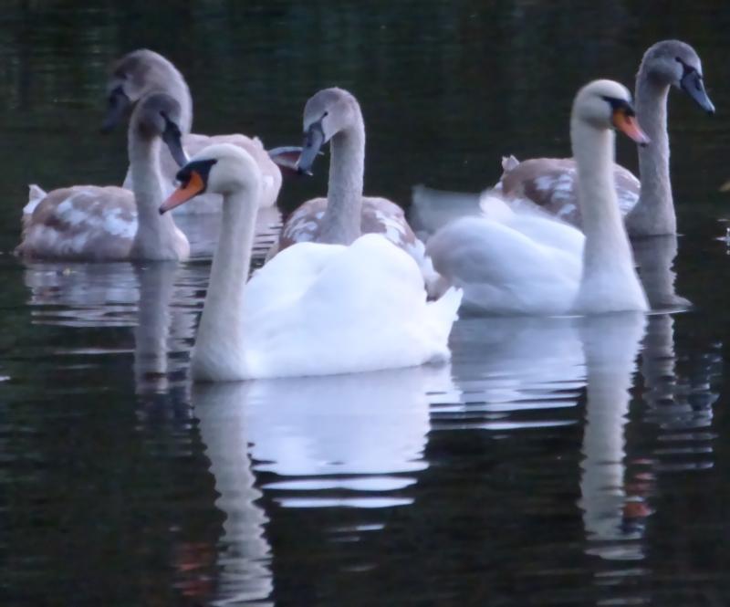 swansfamily