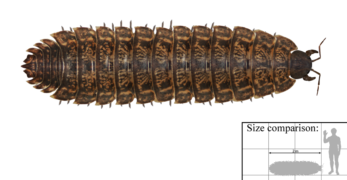 Arthropleura