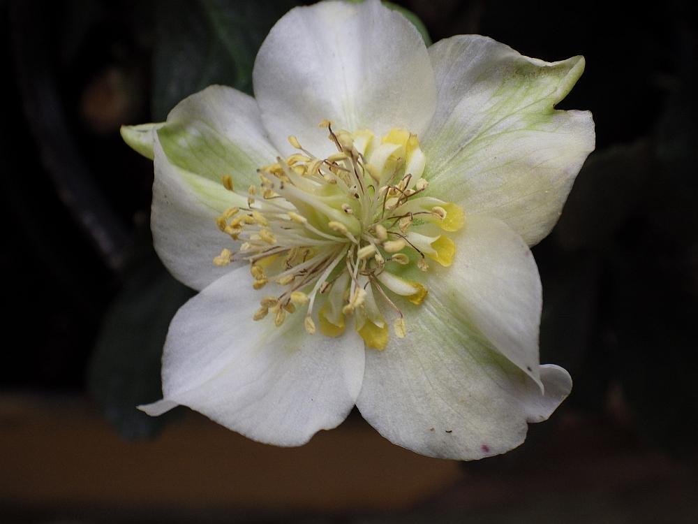  KK 9082 helleborus