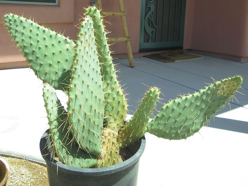 Kaktus2