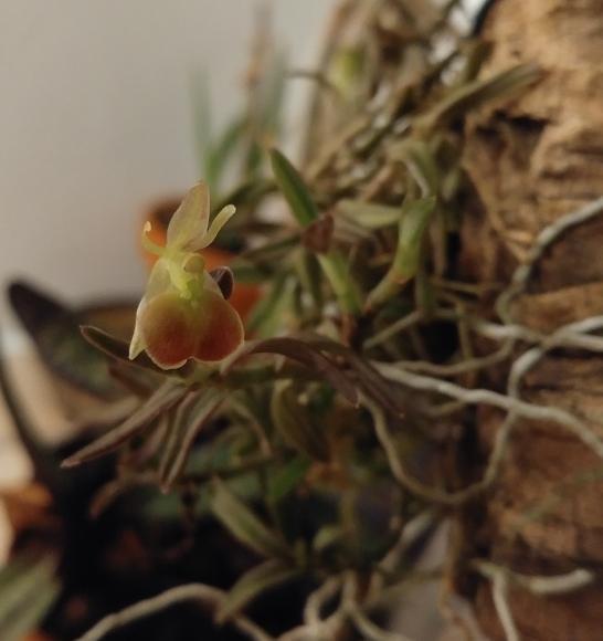 Epidendrum porpax