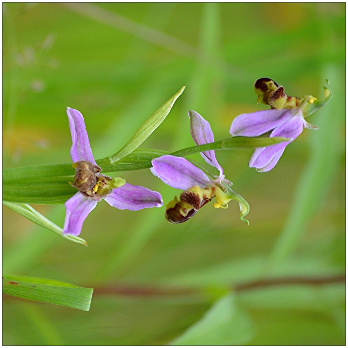 Ophrys apifera