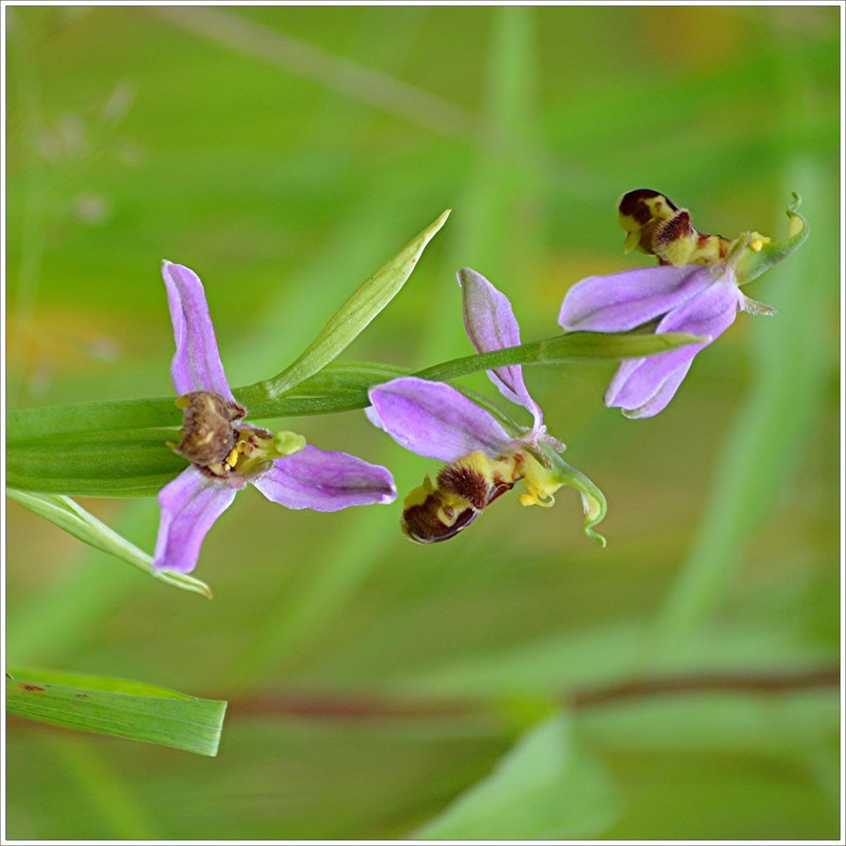 Ophrys apifera