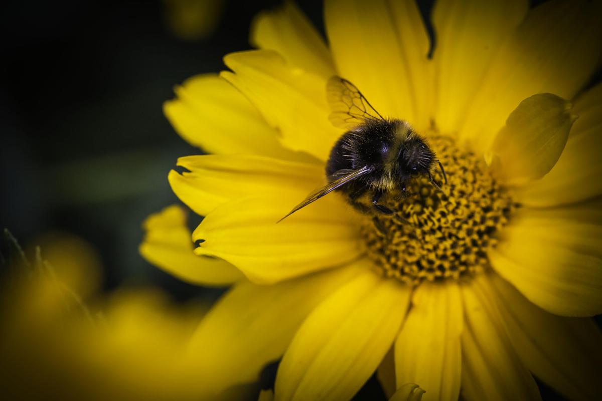 Hummel auf gelb