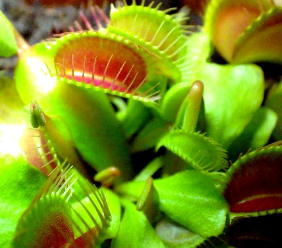  KK 7084 Dionaea