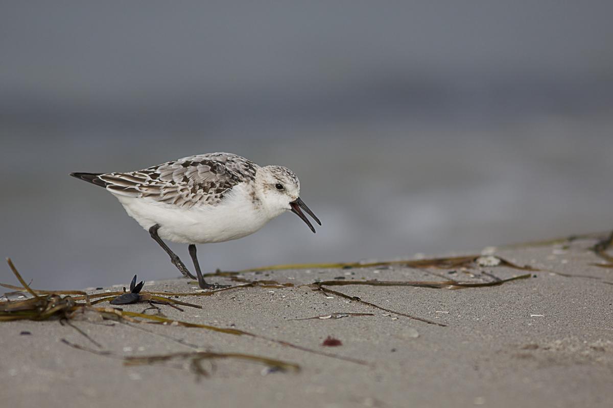 Sanderling