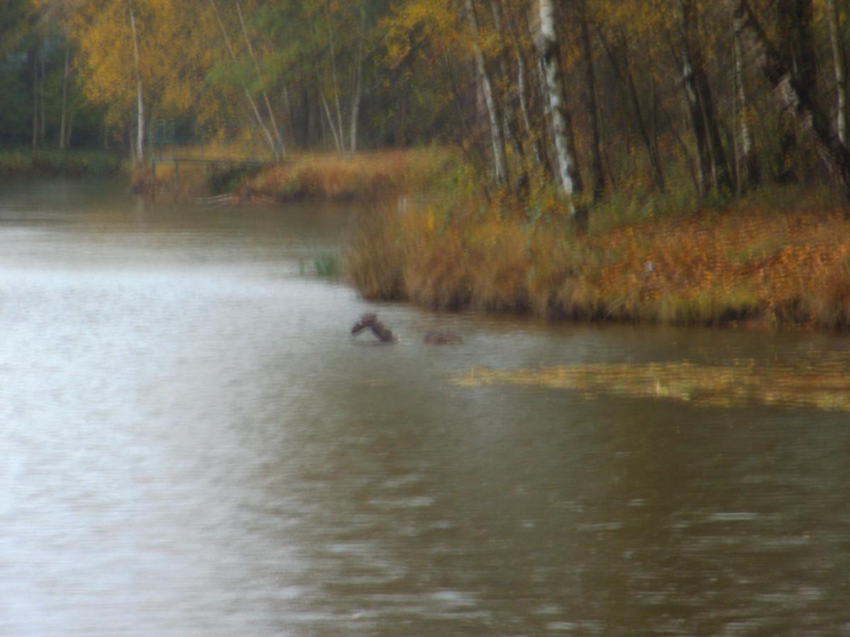 Nessie (Das Monster von Loch Ness) (Seite 30) - Allmystery
