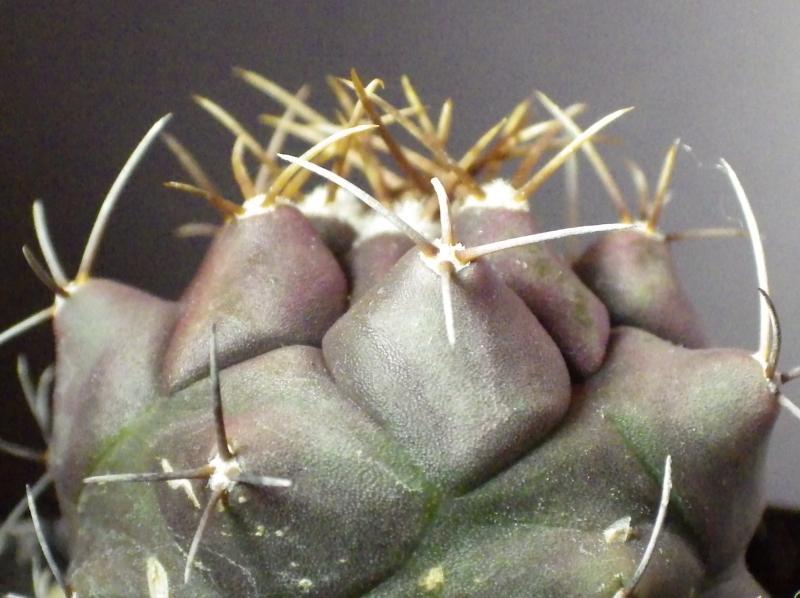  KK 2212 Thelocactus buekii