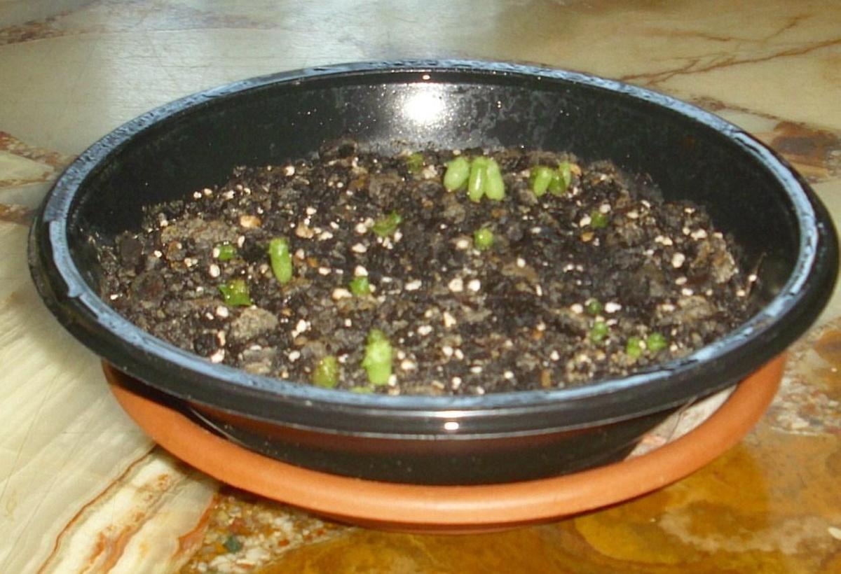 kakis 2