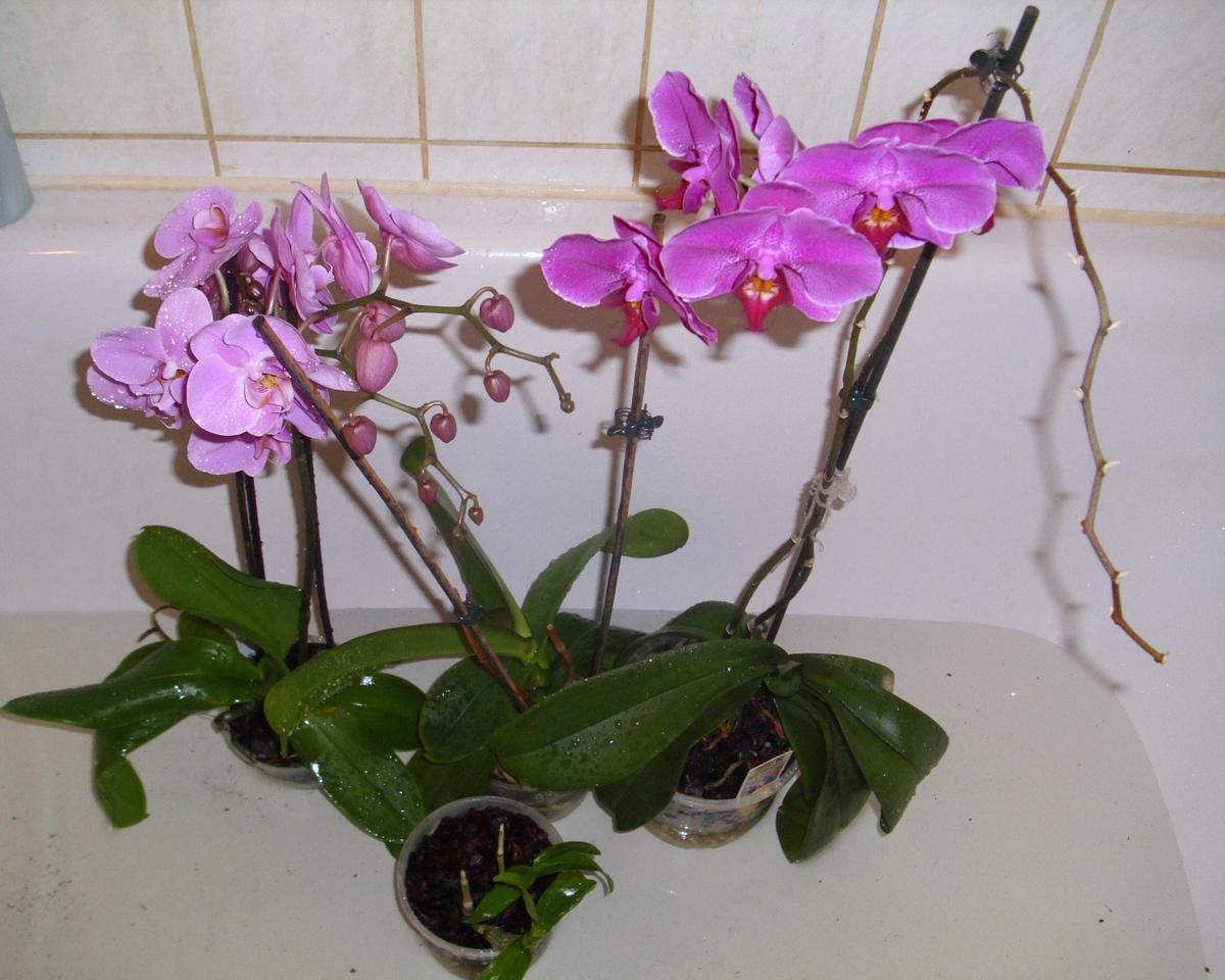 orchis in der wanne