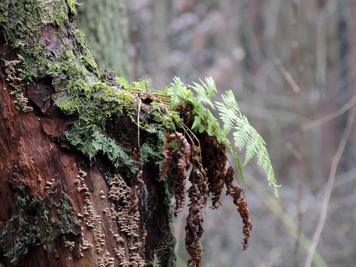 hanging garden