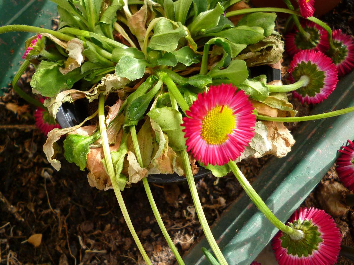 Bellis perennis 2