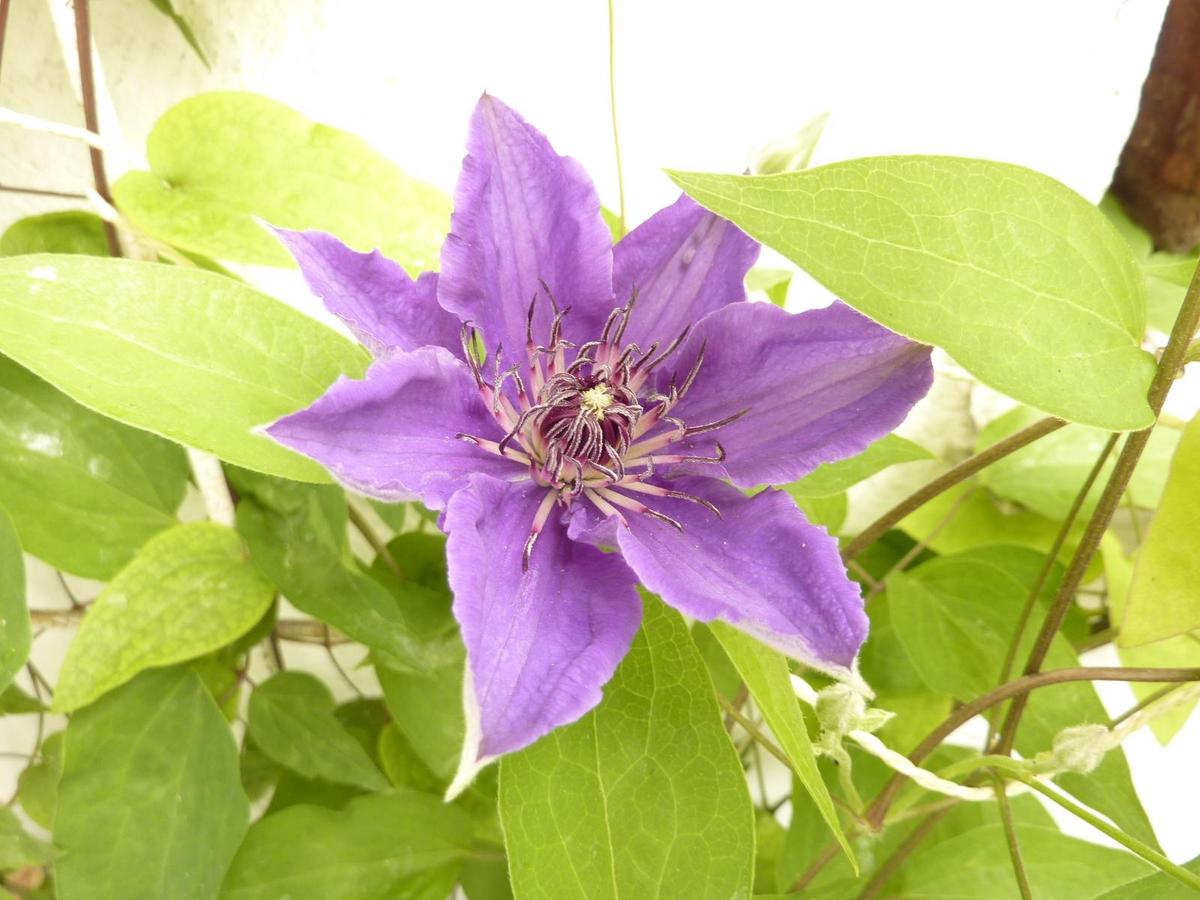 Clematis violett 1
