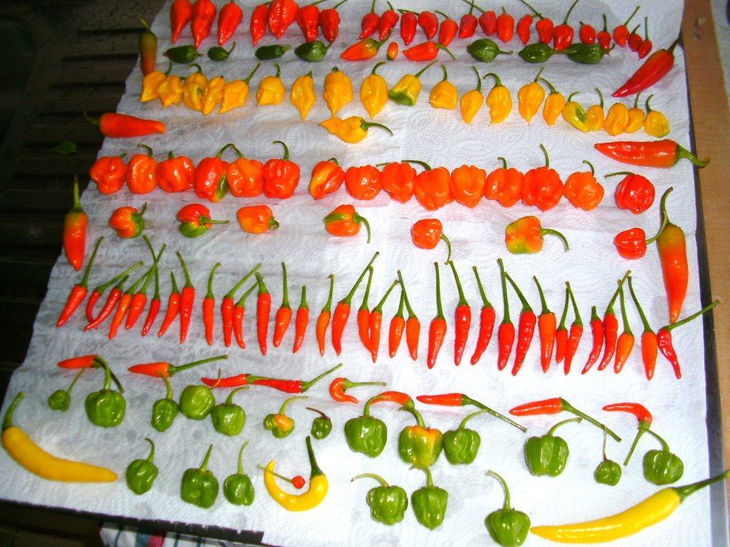 Viele bunte Chilis