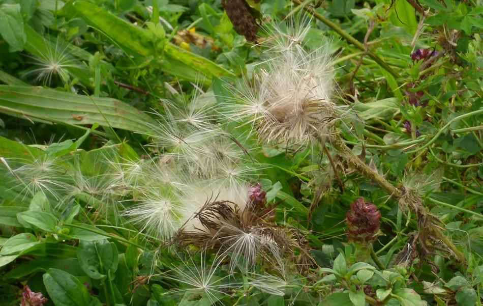 herbst-symbole