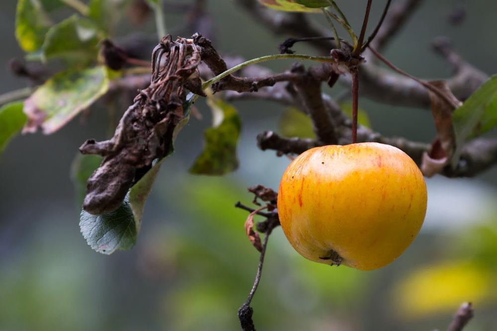 Apfel