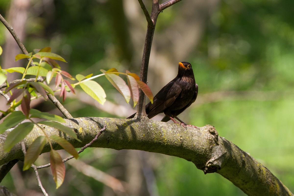 Amsel