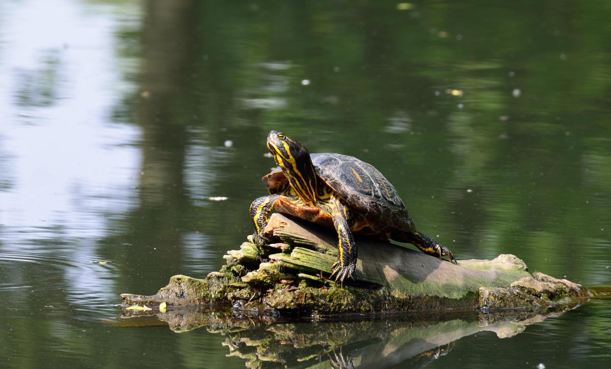 Schildkroete