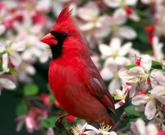 Cardinal