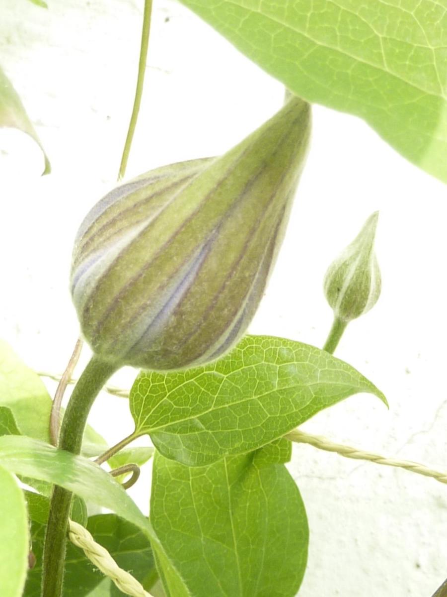 Clematis Violett Knospe