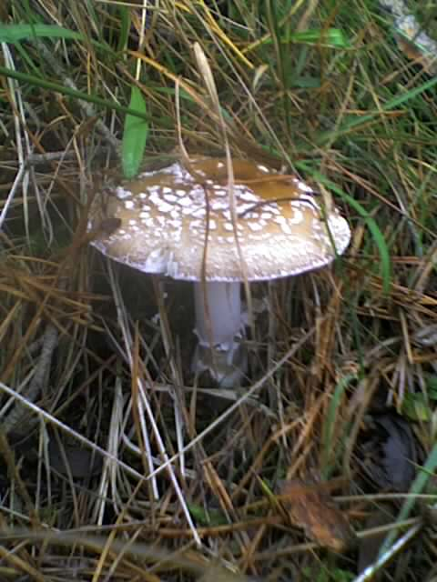 Pilz2010127