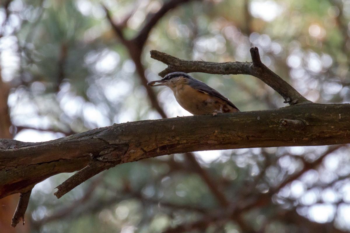 Kleiber mit Larve