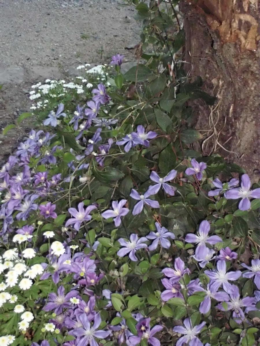 clematis