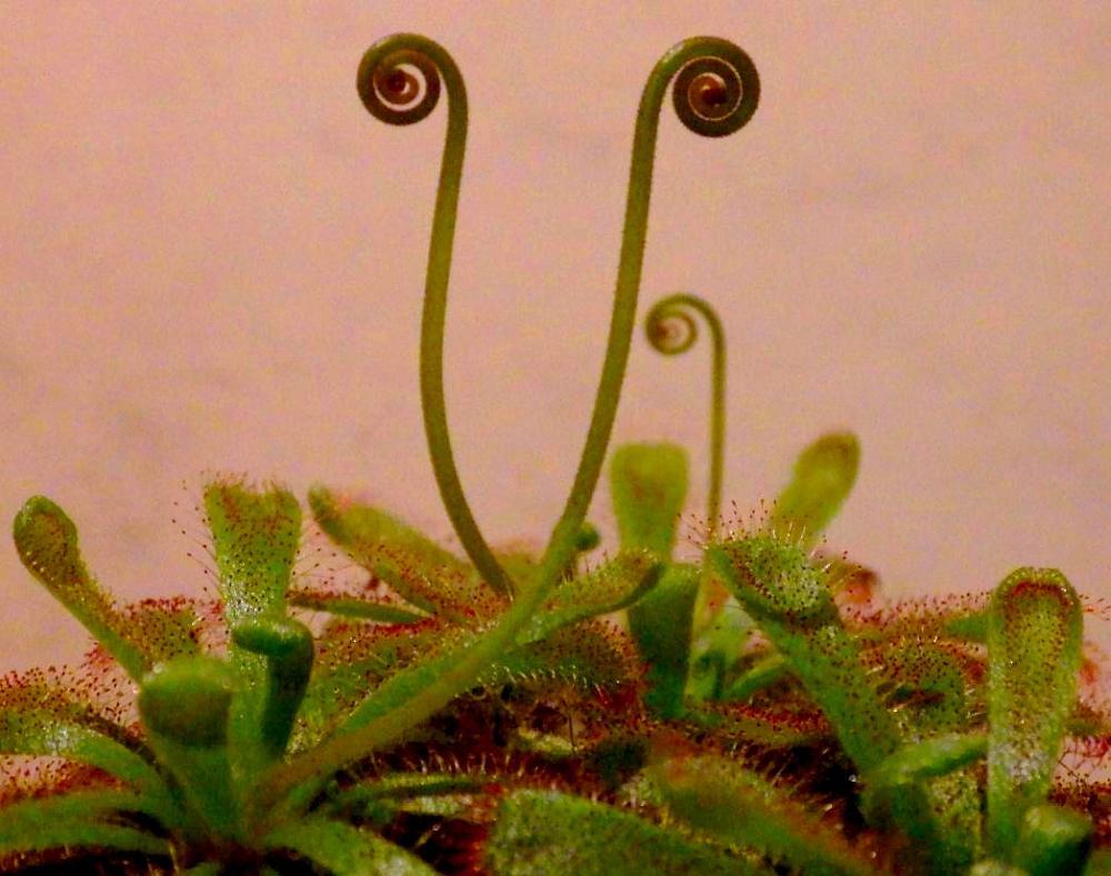  KK 7077 Drosera