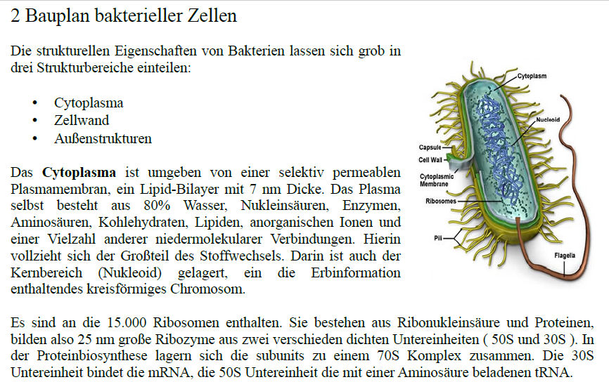 Bauplan bakterielle Zelle