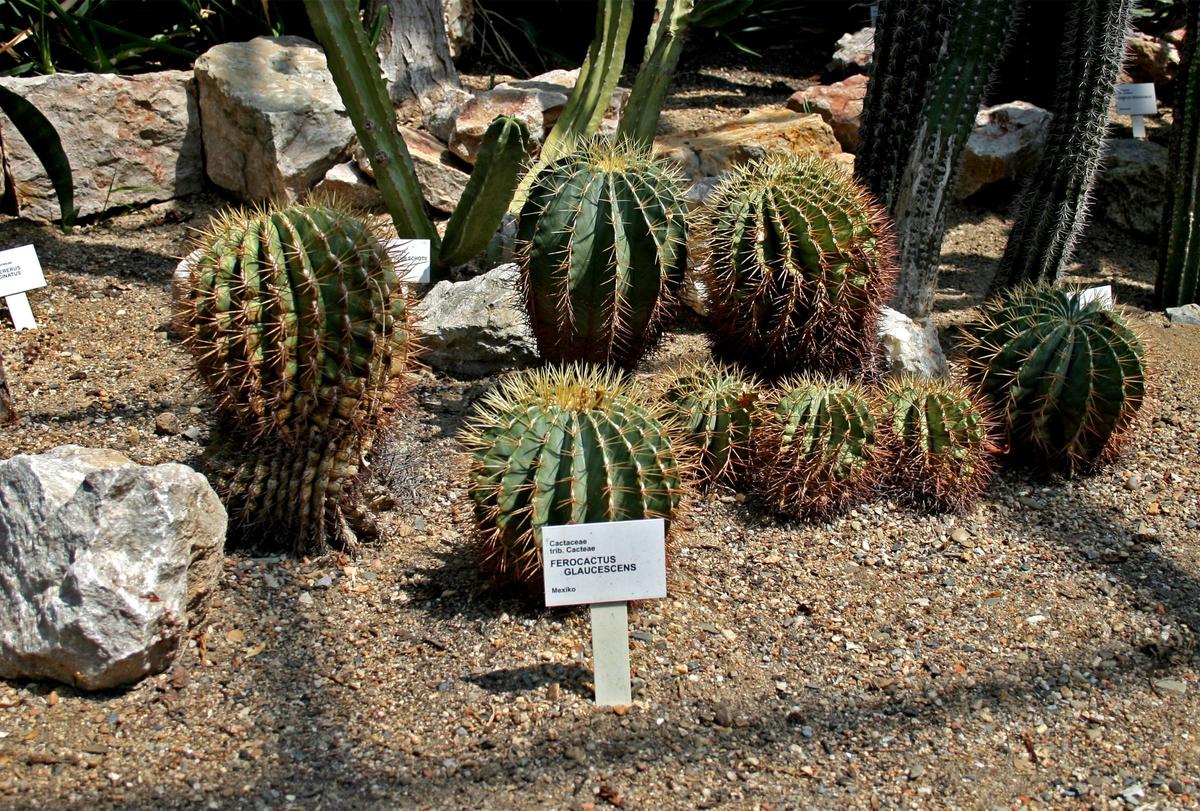 Ferocactus glaucescens 2prg