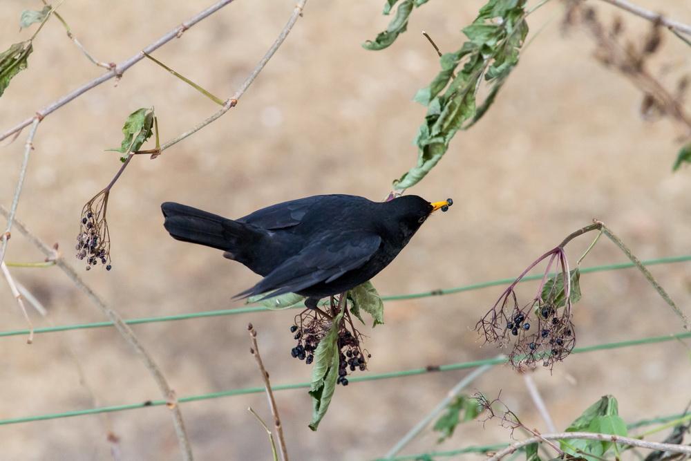 Amsel3