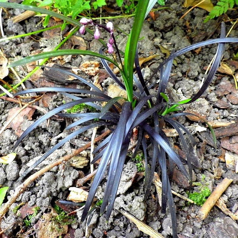  KK 3486 Ophiopogon planiscapus Niger