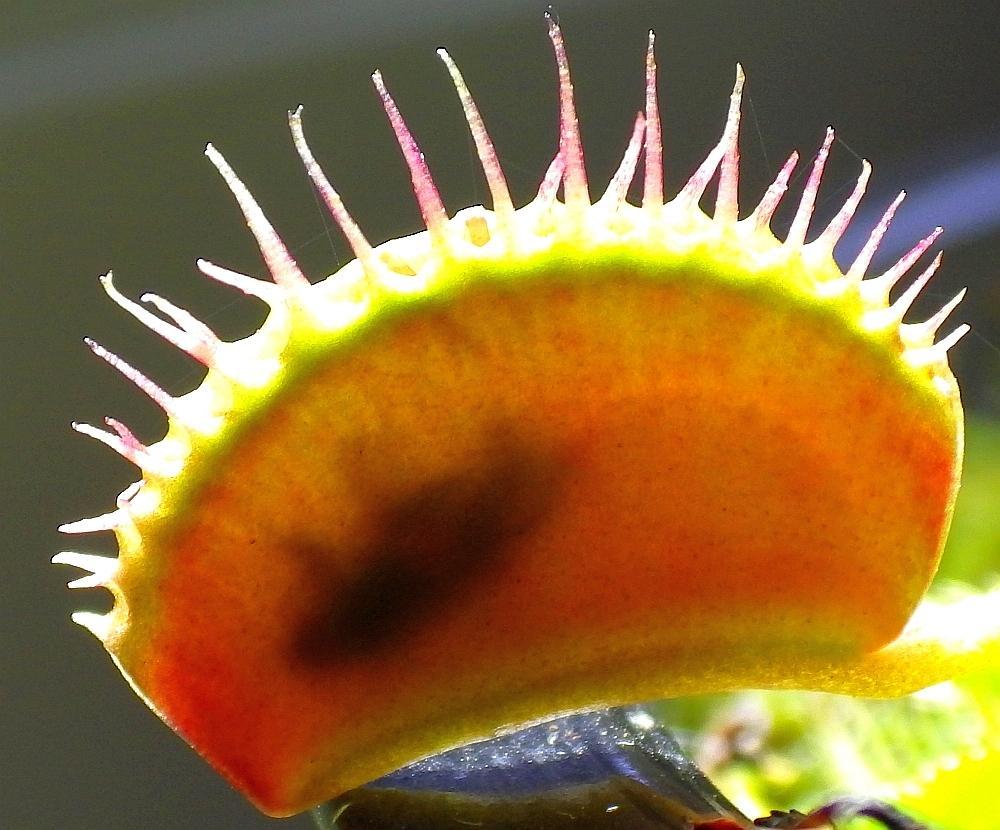  KK 1362 Flytrap