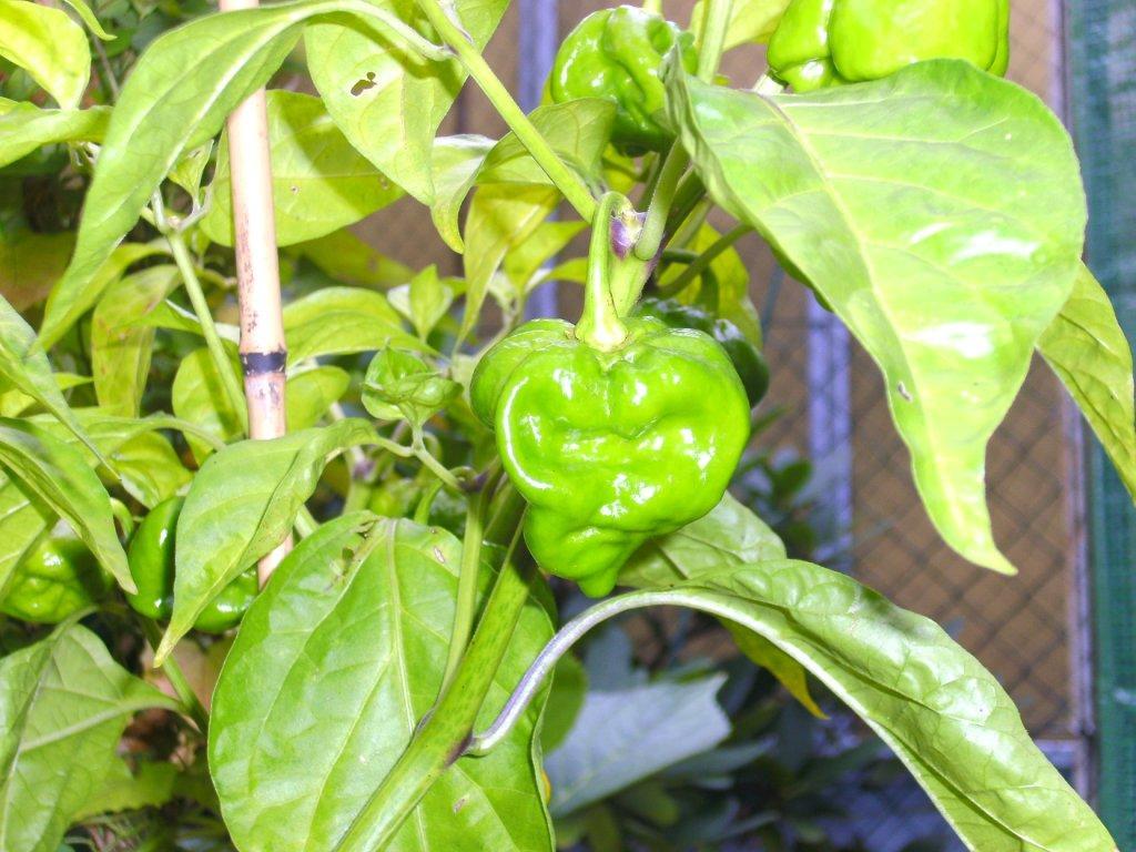 Trinidad Scorp. Moruga 1